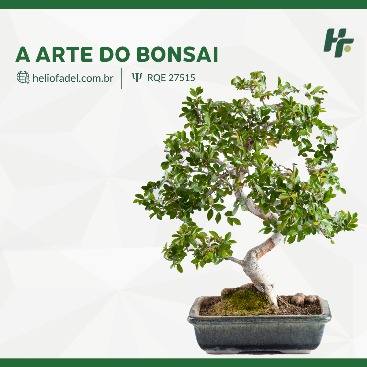 A arte do bonsai - Conheça a arte milenar do Bonsai